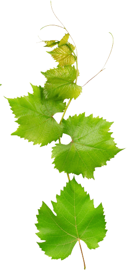 Organic Decorative Leaf